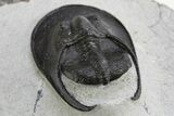 Impressive Scotoharpes Trilobite - Boudib, Morocco #312731-5